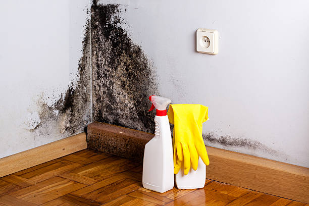 Mold Remediation for Historic Buildings